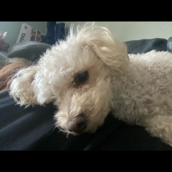 Meet your Posher, Sandie - Picture 1 of 1